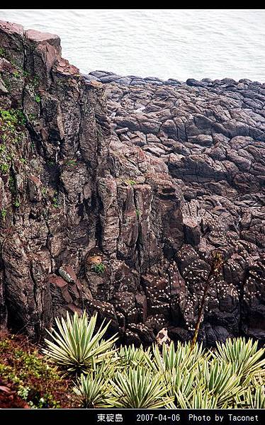 東碇島_15.jpg
