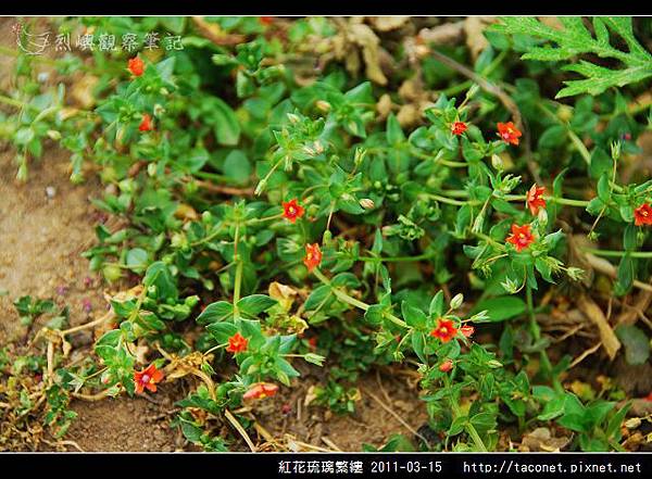 紅花琉璃繁縷-03.jpg