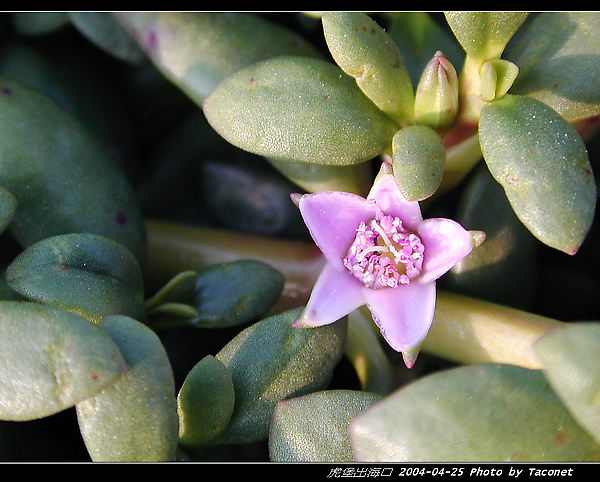 濱水菜