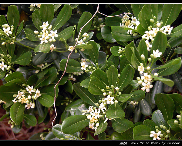 海桐_13.jpg