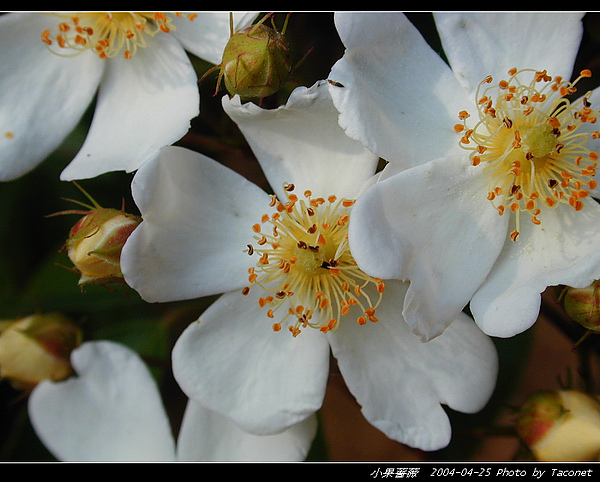 小果薔薇_13.jpg