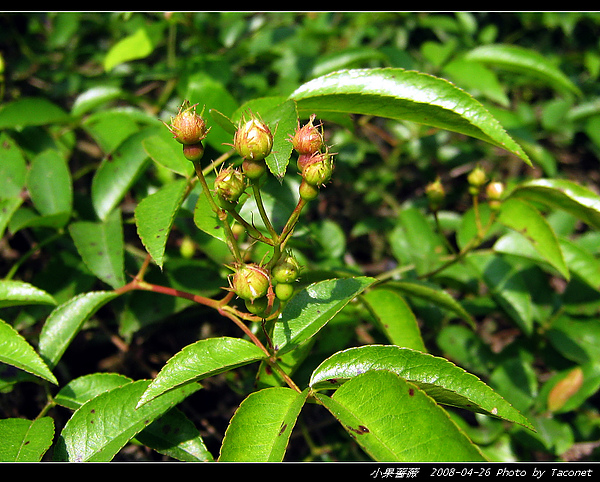 小果薔薇_23.jpg