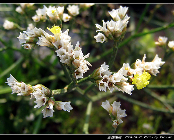 黃花磯硹_06.jpg 黃花磯硹_06.jpg