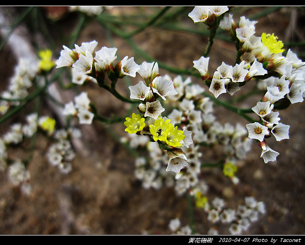 黃花磯硹_16.jpg 黃花磯硹_16.jpg
