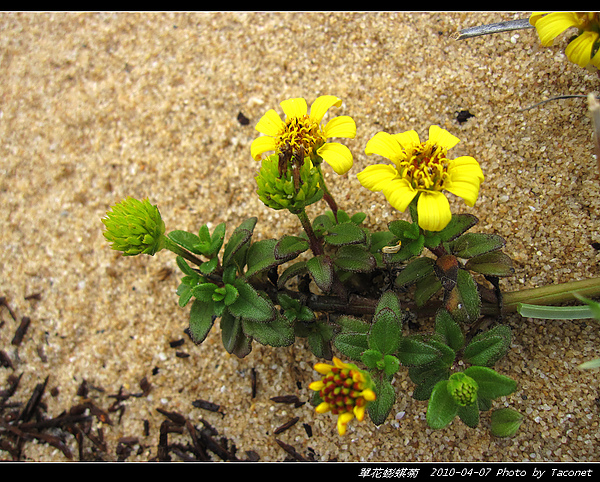 單花蟛蜞菊_10.jpg