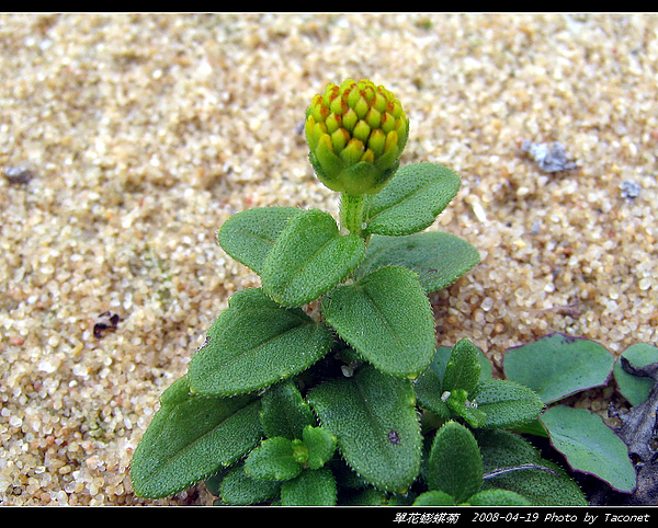 單花蟛蜞菊_06.jpg