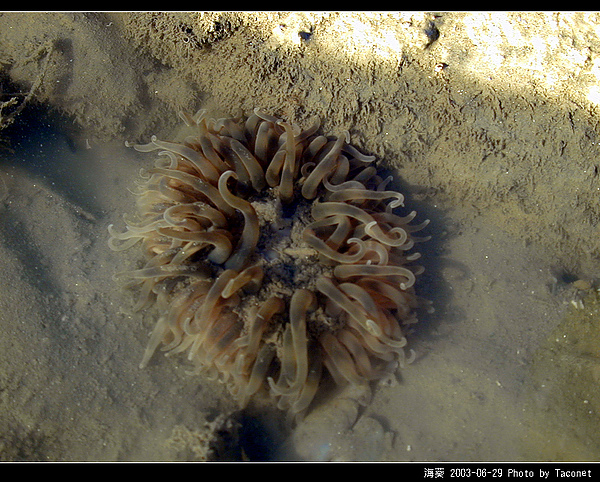 海葵_19.jpg