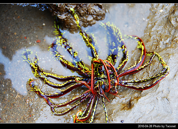 烈嶼潮間帶生物_002.jpg