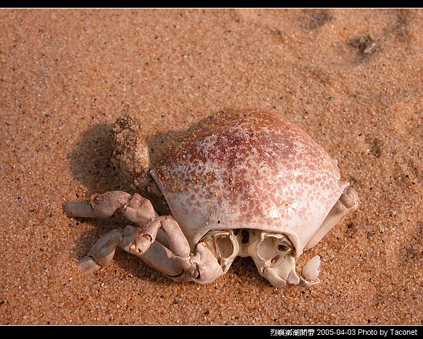 烈嶼潮間帶生物_019.jpg