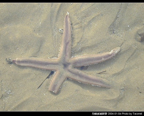 烈嶼潮間帶生物_021.jpg