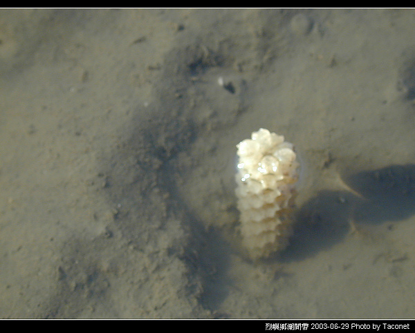 烈嶼潮間帶生物_039.jpg