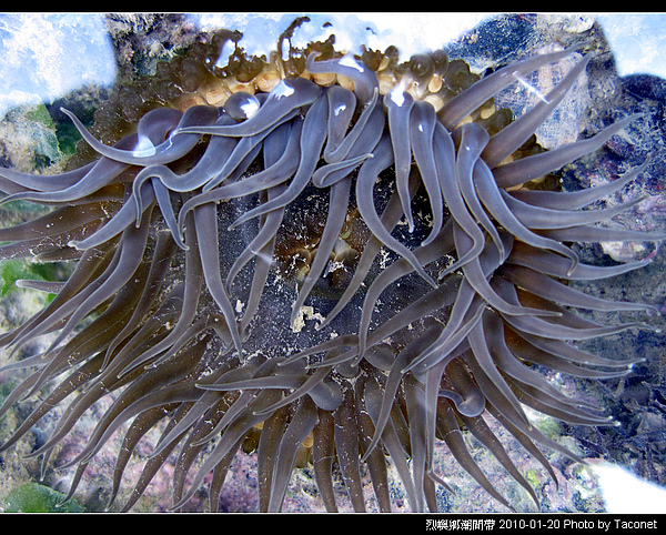 烈嶼潮間帶生物_049.jpg