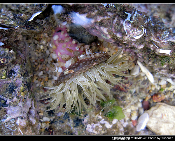 烈嶼潮間帶生物_050.jpg