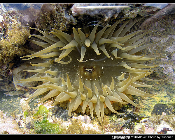 烈嶼潮間帶生物_051.jpg