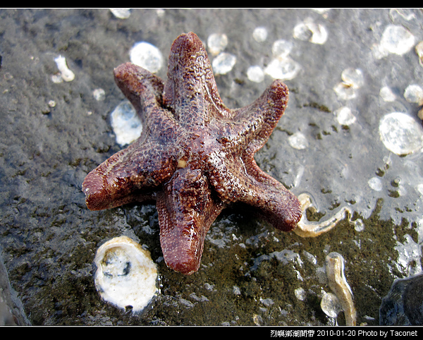 烈嶼潮間帶生物_052.jpg