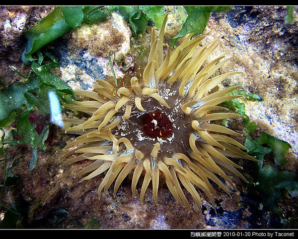 烈嶼潮間帶生物_053.jpg