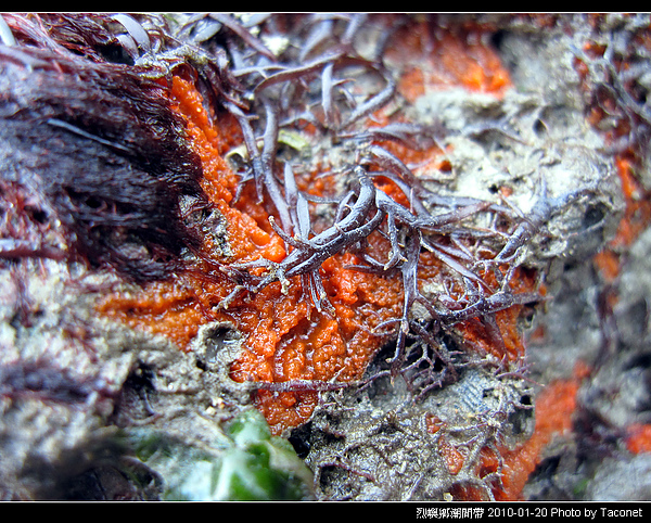 烈嶼潮間帶生物_054.jpg