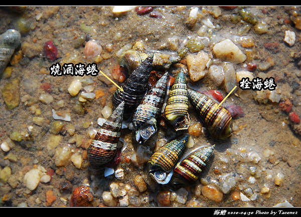 海蜷.jpg 海蜷.jpg