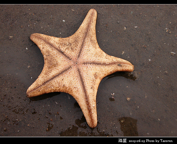 海星_02.jpg