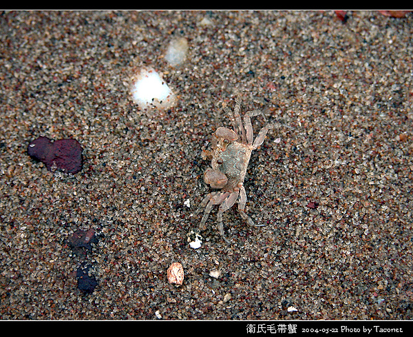 衛氏毛帶蟹_07.jpg
