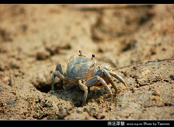 側足厚蟹_06.jpg