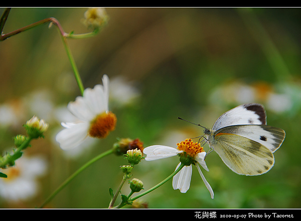 花與蝶-09.jpg