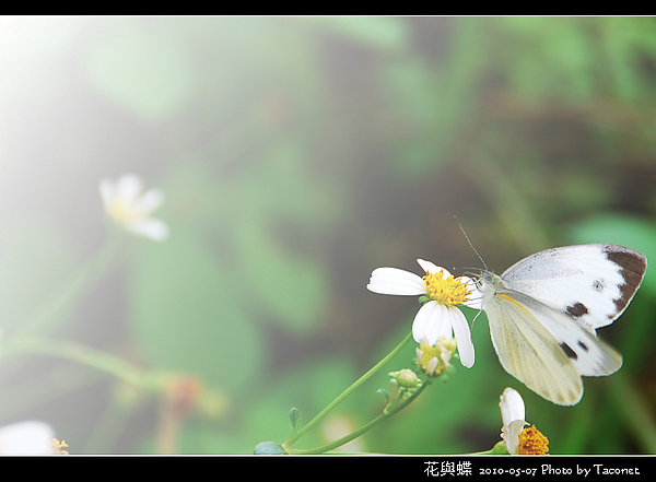 花與蝶-03.jpg