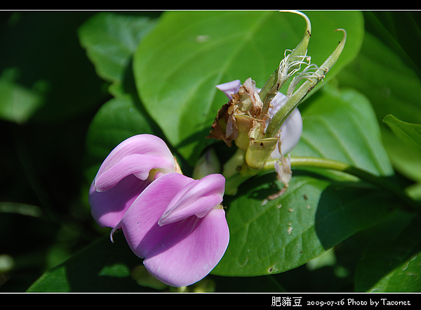 肥豬豆_09.jpg 肥豬豆_09.jpg