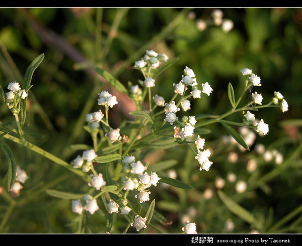 銀膠菊_01.jpg