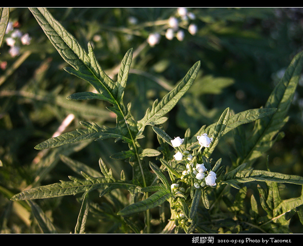 銀膠菊_03.jpg