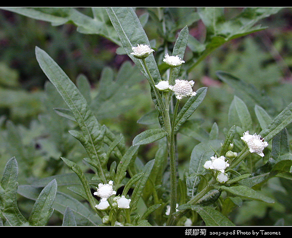 銀膠菊_04.jpg