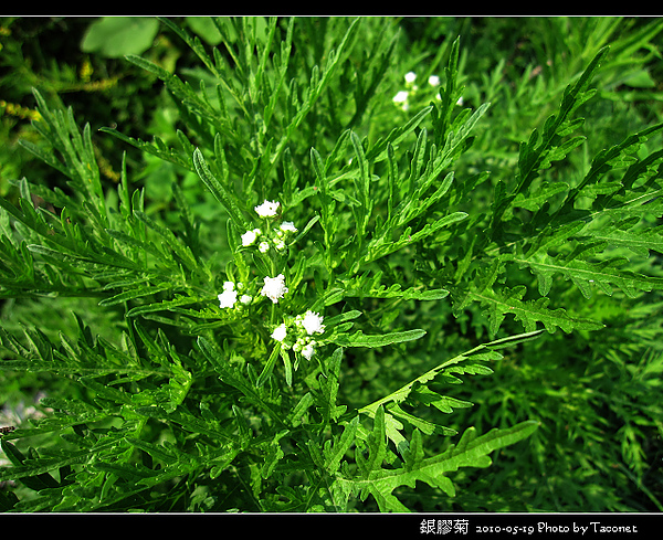 銀膠菊_06.jpg