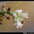 無根藤_11.jpg
