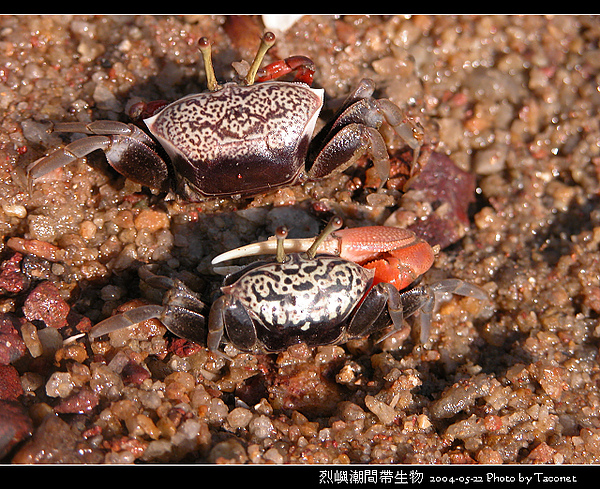 烈嶼潮間帶生物_096.jpg