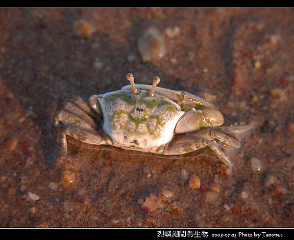 烈嶼潮間帶生物_066.jpg