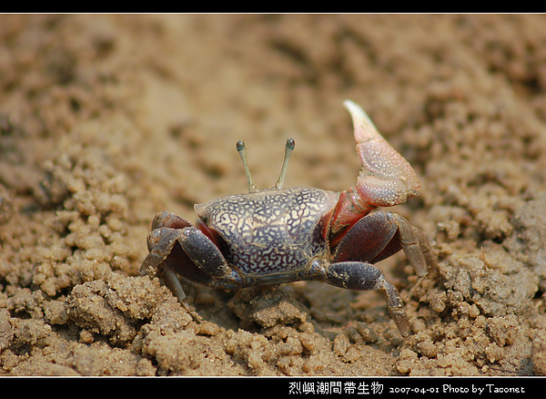 烈嶼潮間帶生物_071.jpg