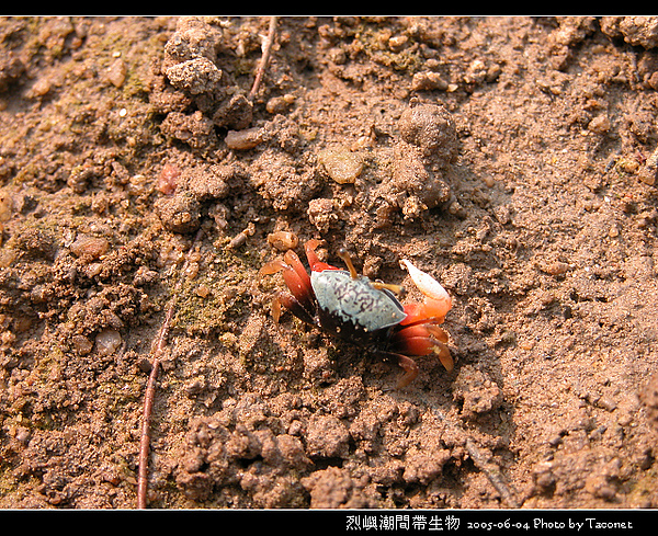 烈嶼潮間帶生物_073.jpg