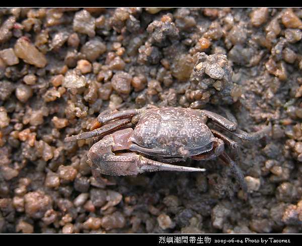 烈嶼潮間帶生物_074.jpg