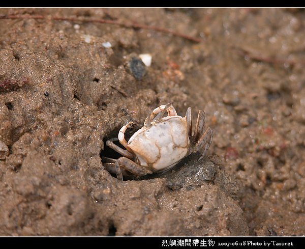 烈嶼潮間帶生物_075.jpg