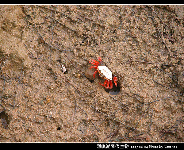 烈嶼潮間帶生物_076.jpg