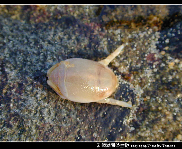 烈嶼潮間帶生物_085.jpg