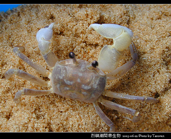 烈嶼潮間帶生物_086.jpg