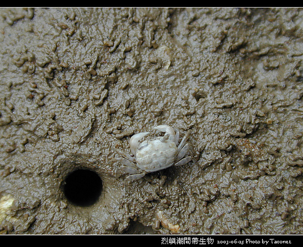 烈嶼潮間帶生物_087.jpg
