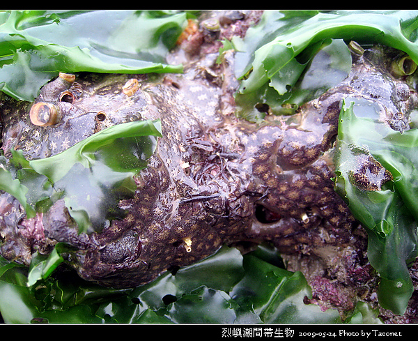 烈嶼潮間帶生物_093.jpg
