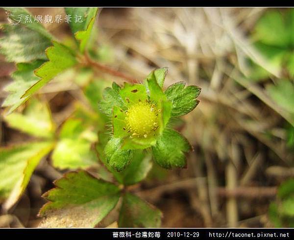 薔薇科-台灣蛇莓_05.jpg