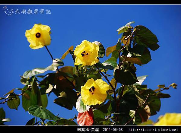 錦葵科-黃槿_13.jpg