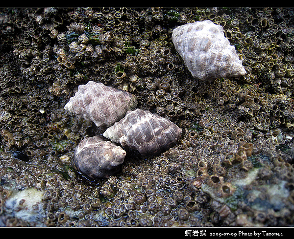 蚵岩螺_14.jpg