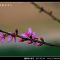 薔薇科-桃花_03.jpg