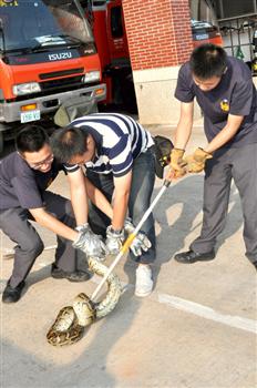 20101004-緬甸蟒蛇現烈嶼消防員手到擒來