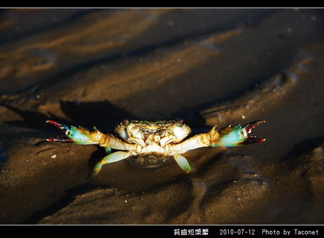 鈍齒短槳蟹_02.jpg 鈍齒短槳蟹_02.jpg
